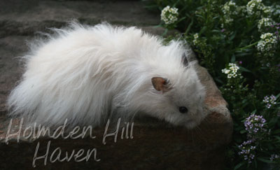 Powderpuff- Extreme Dilute Black Eyed Cream Black Longhaired